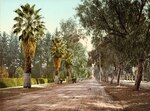 Magnolia Avenue, East Riverside, California by William Henry Jackson