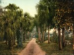 Palmettoes at Balstroms, Ormond, Florida by William Henry Jackson
