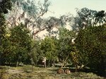 Indian River Orange Grove, Florida by William Henry Jackson